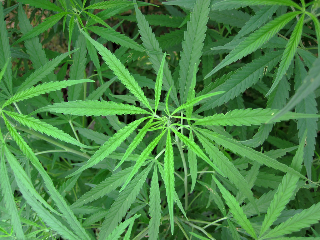 Marijuana Plant